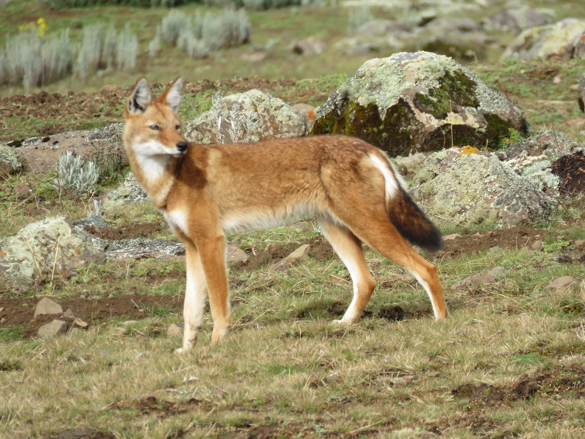 Ethiopian Wolf - ML646961233