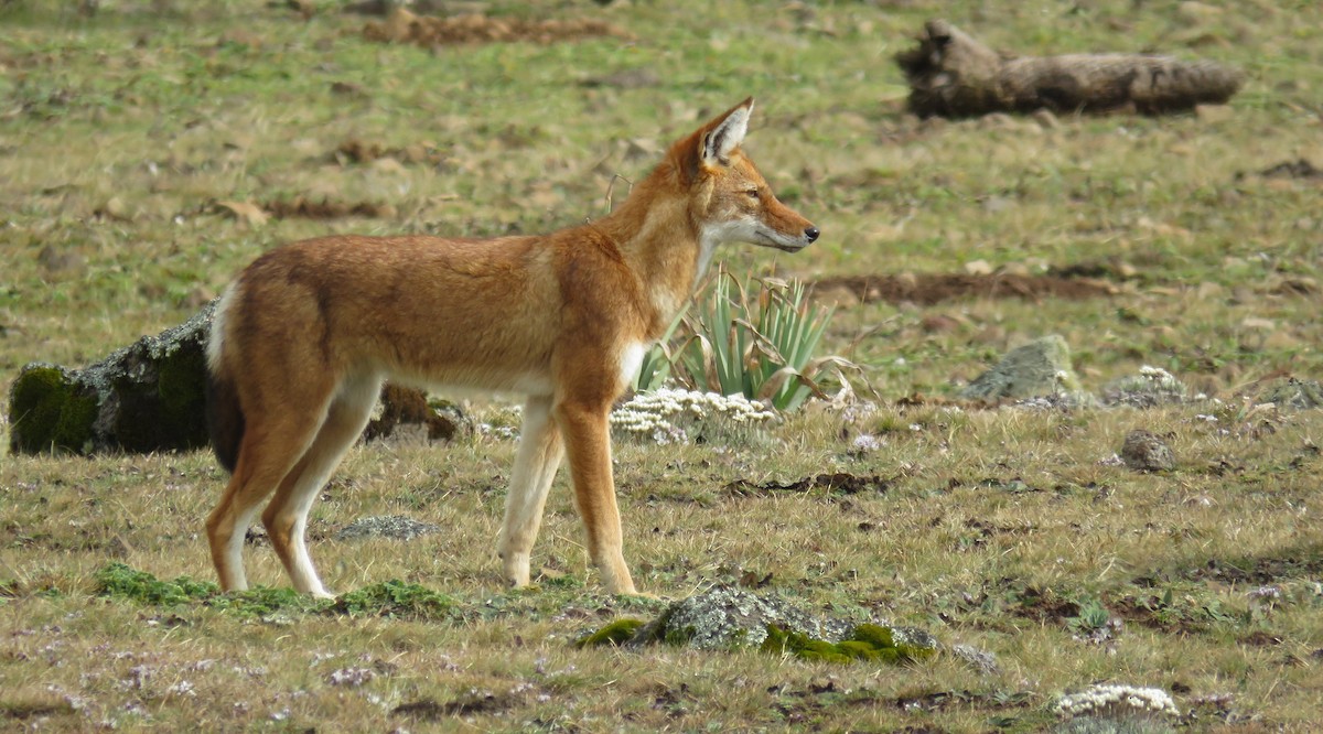 Ethiopian Wolf - ML646961234