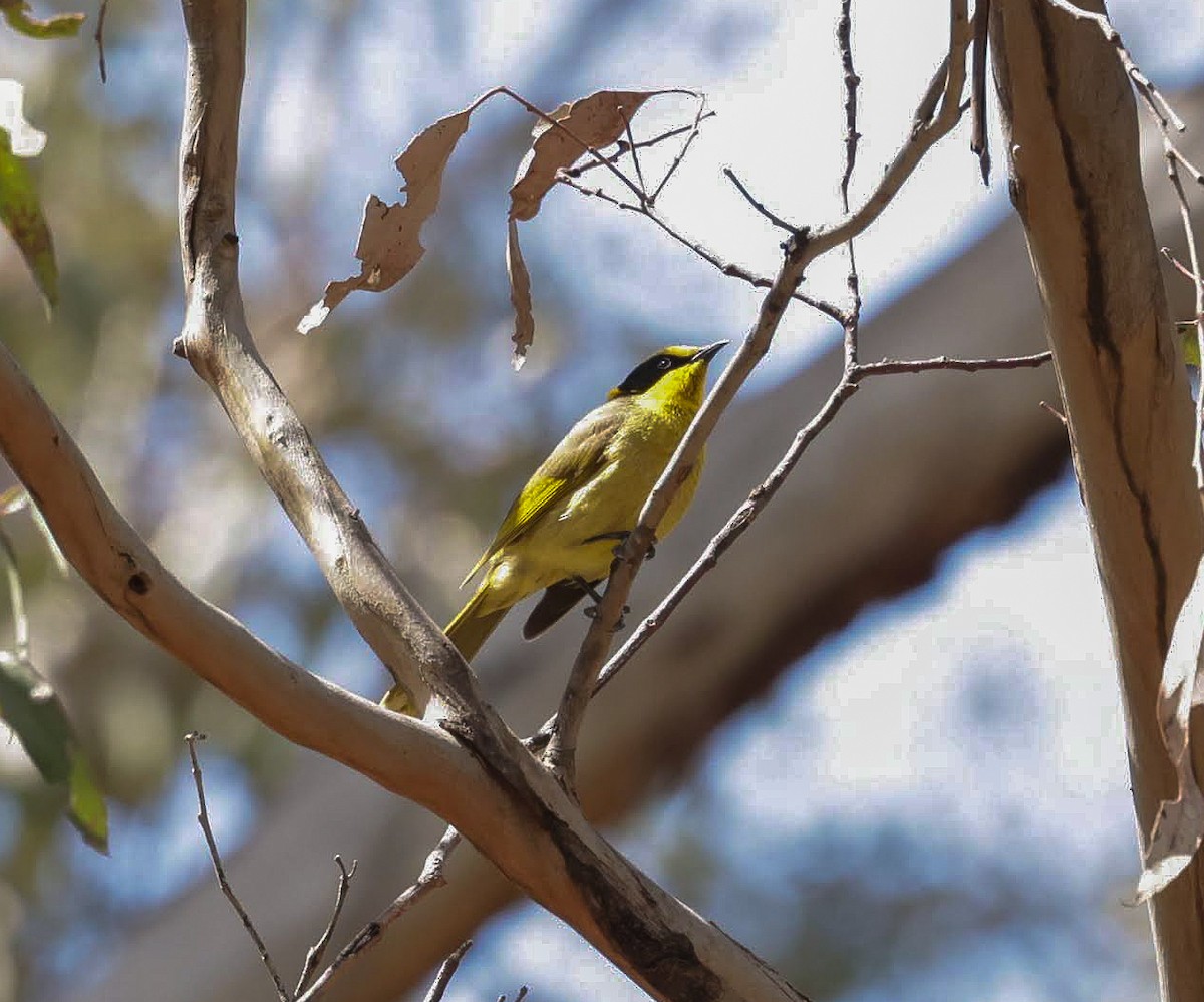 Yellow-tufted Honeyeater - ML646961235