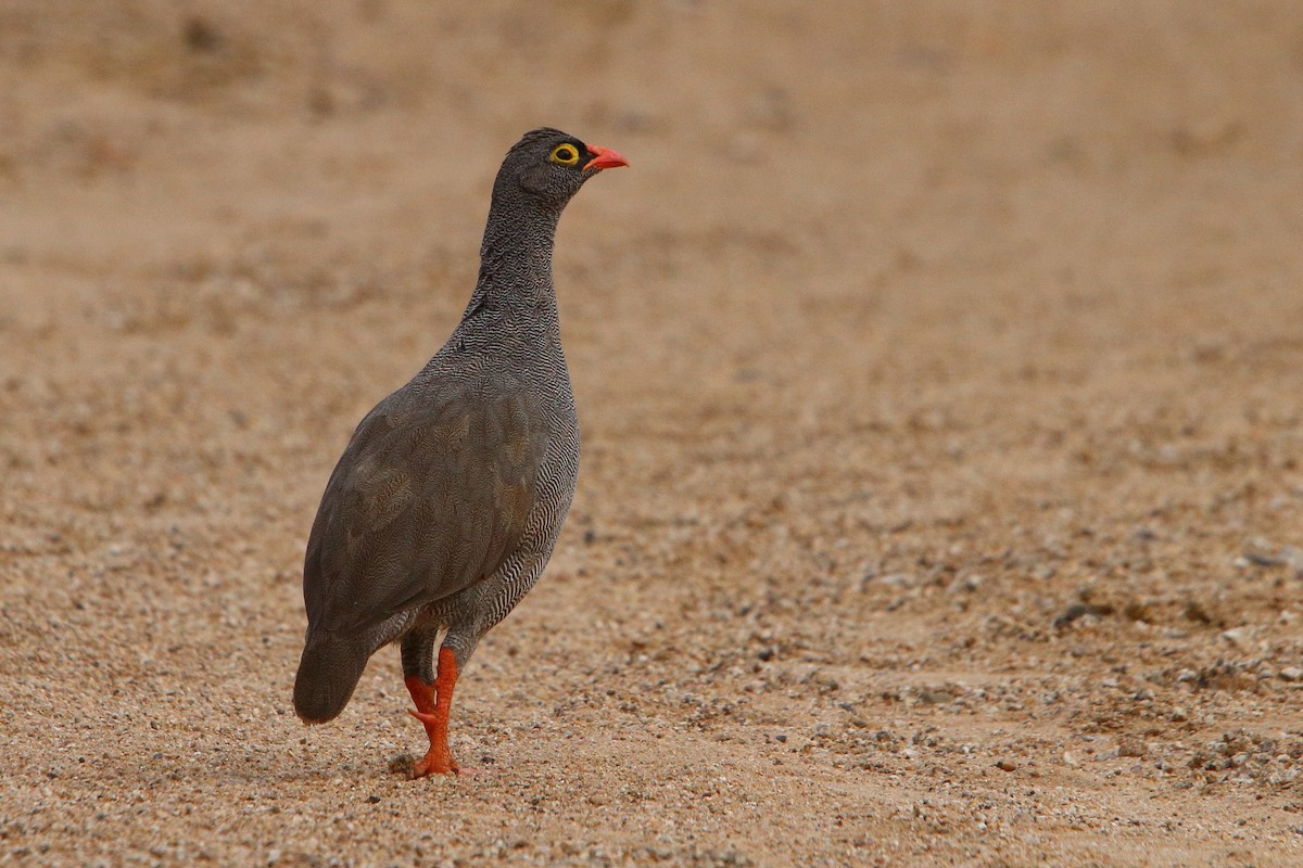 Red-billed Spurfowl - ML646961237