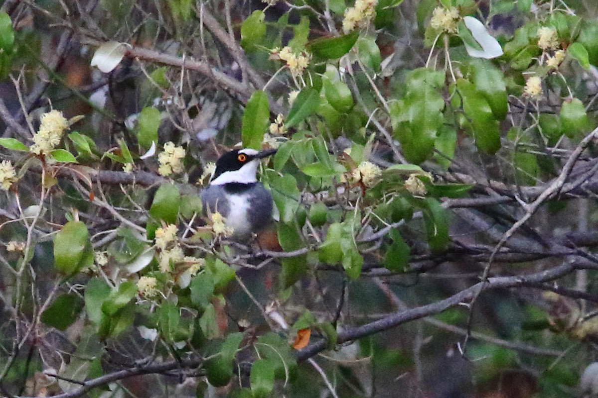 White-tailed Shrike - ML646961238