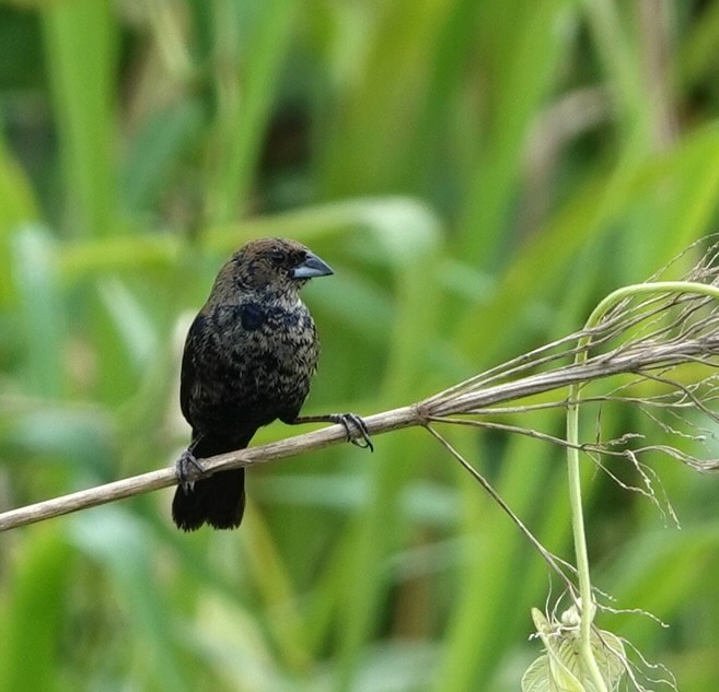 Blue-black Grassquit - ML646961239