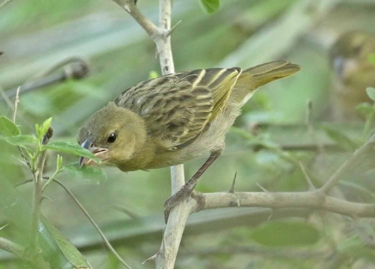 Rüppell's Weaver - ML646961240