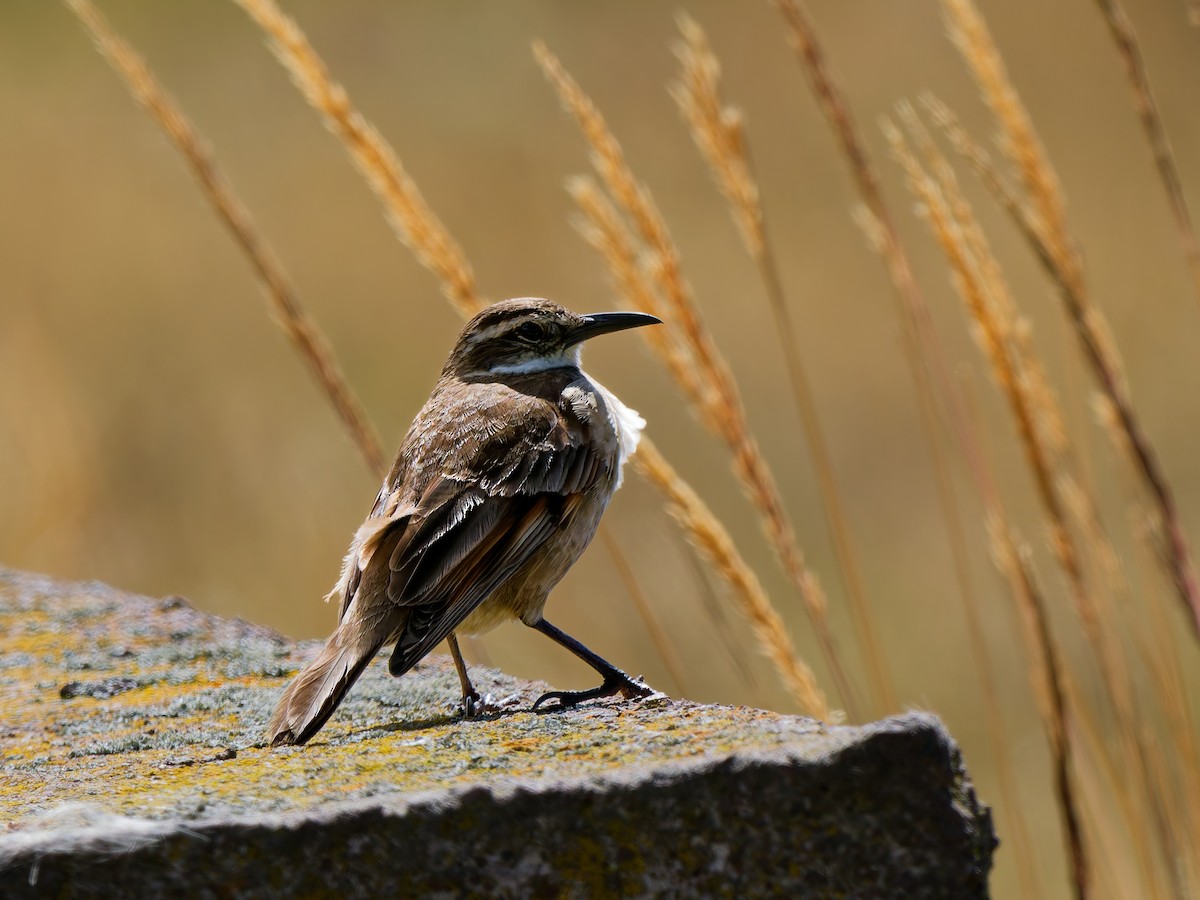 Эквадорская трясохвостка - ML646961241