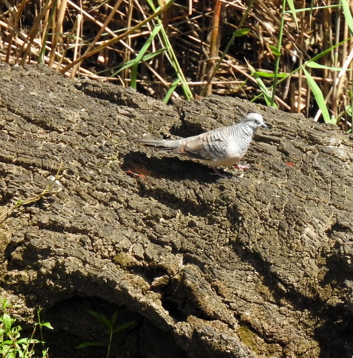 Peaceful Dove - ML646961242