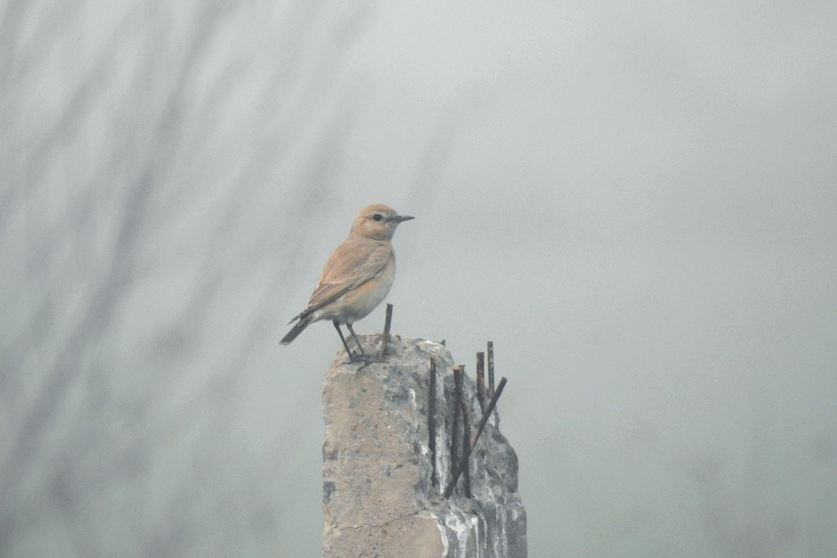 סלעית ערבות - ML646961244