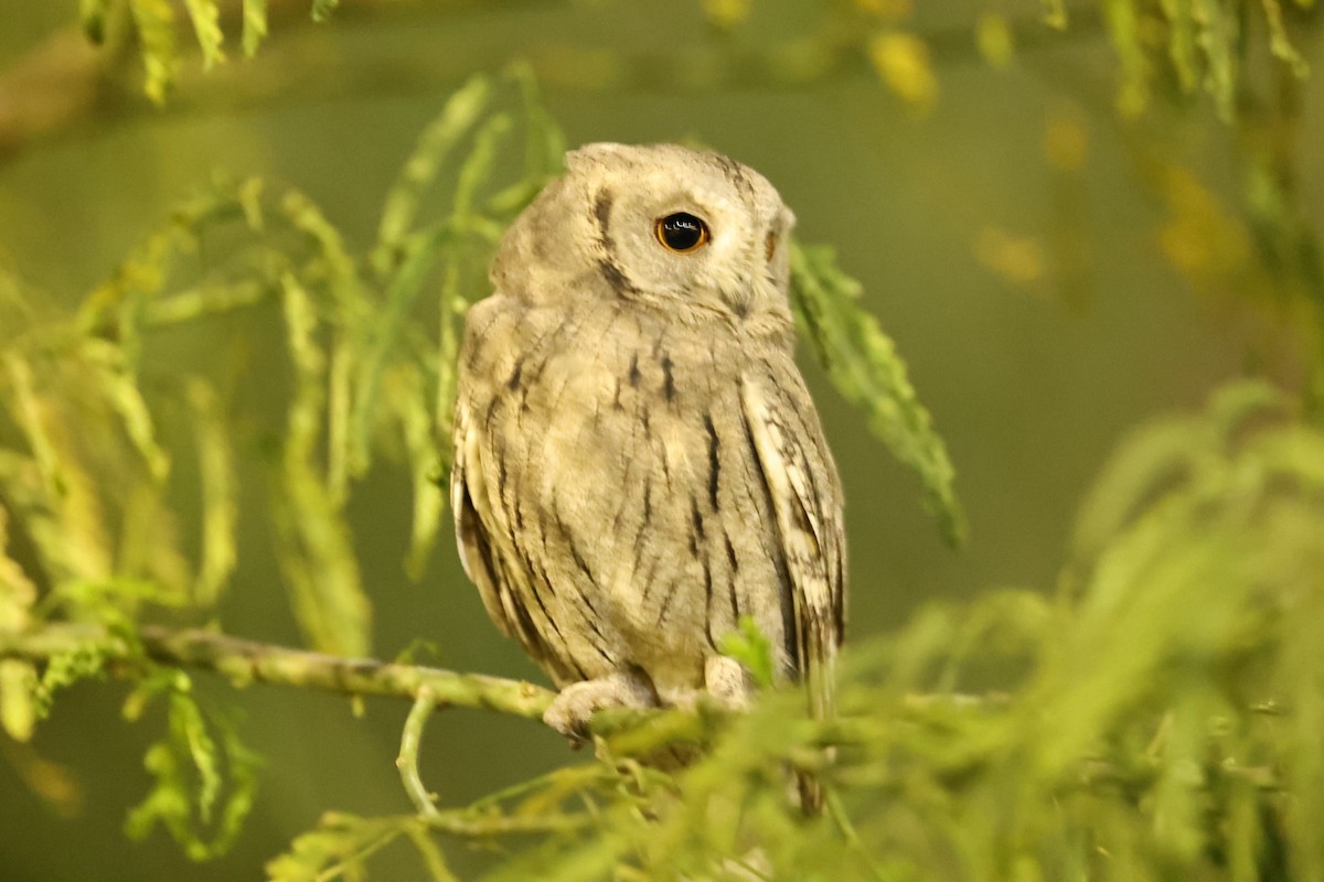 Pallid Scops-Owl - ML646961246