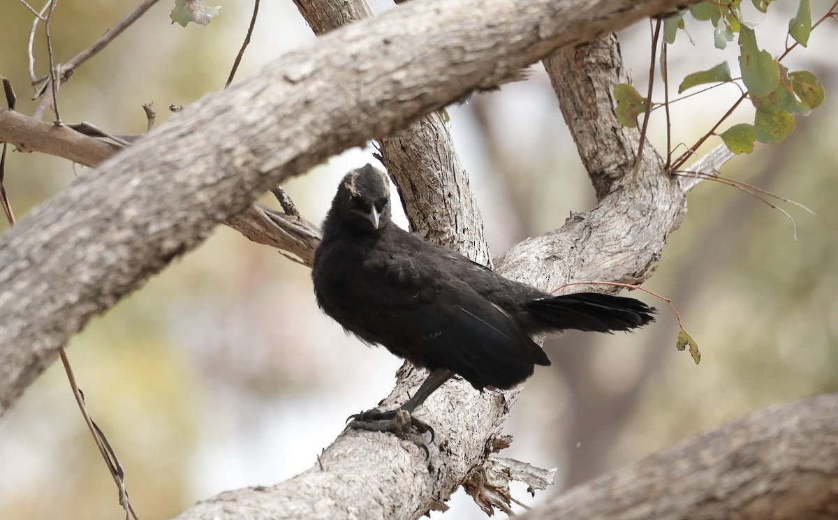 White-winged Chough - ML646961247