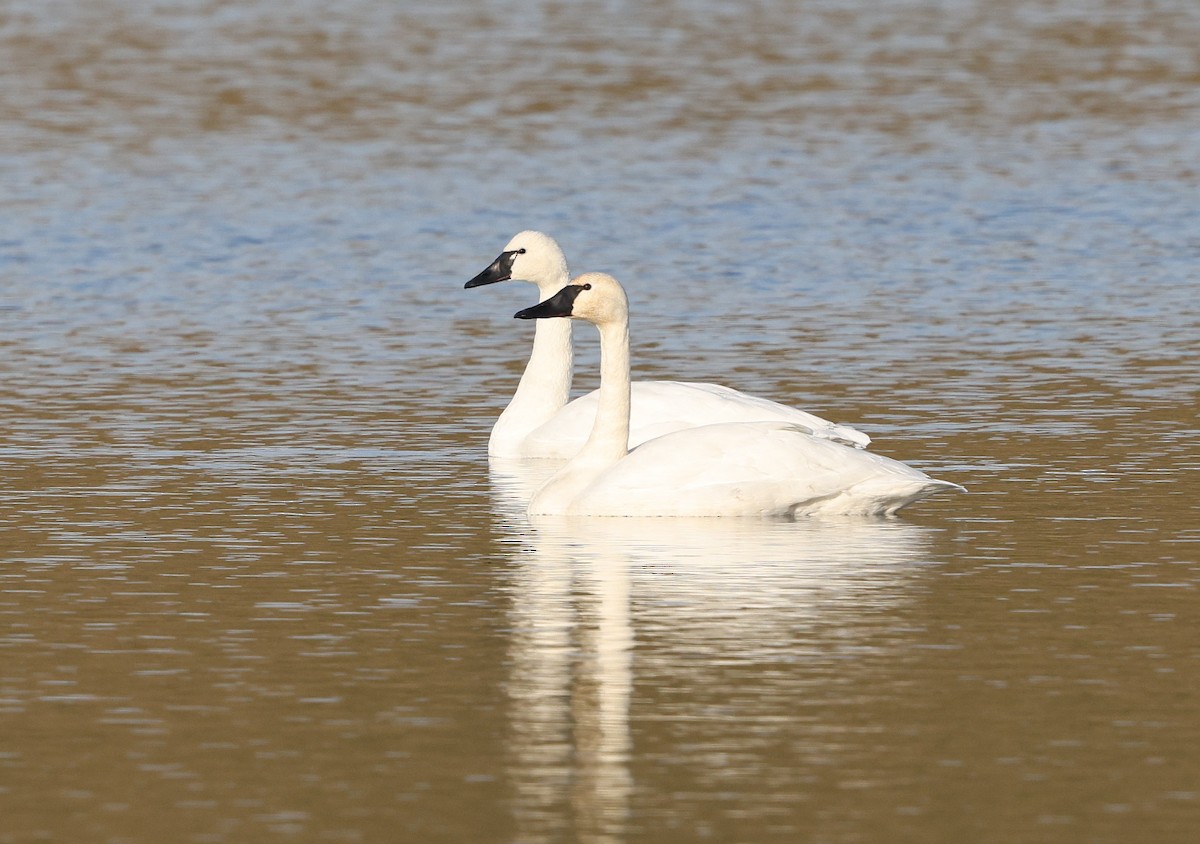 Küçük Kuğu (columbianus) - ML646961253
