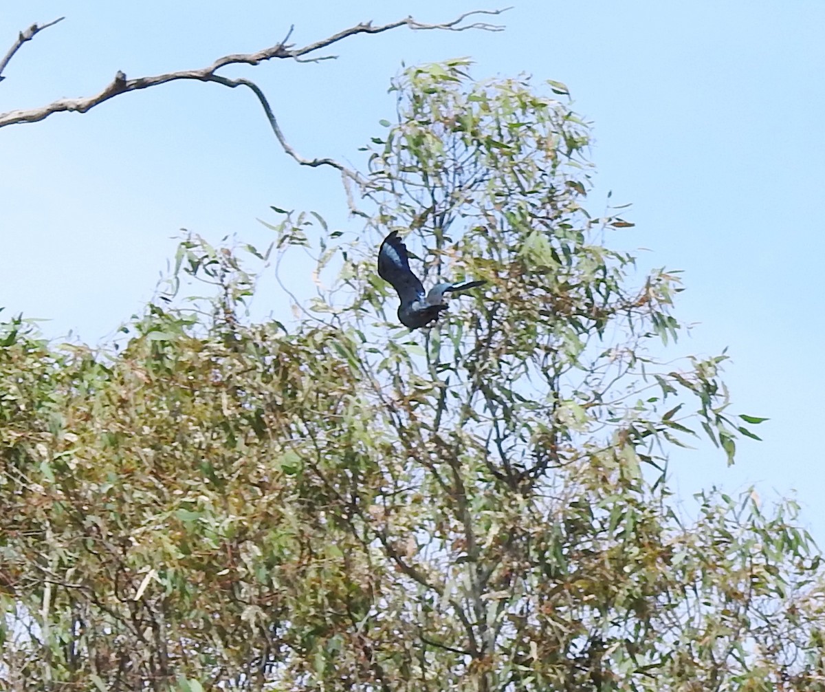 Dollarbird - ML646961257