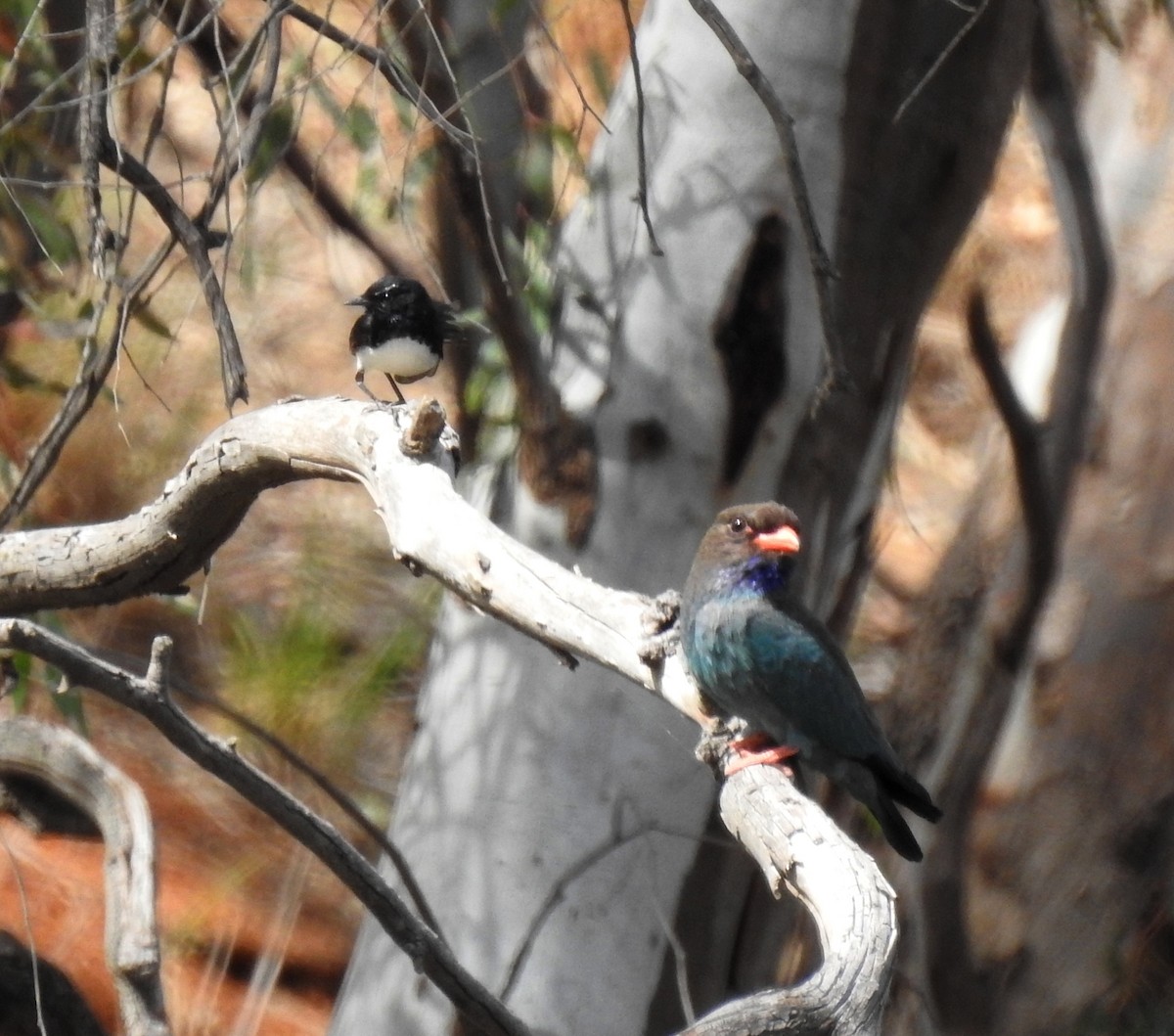 Dollarbird - ML646961258