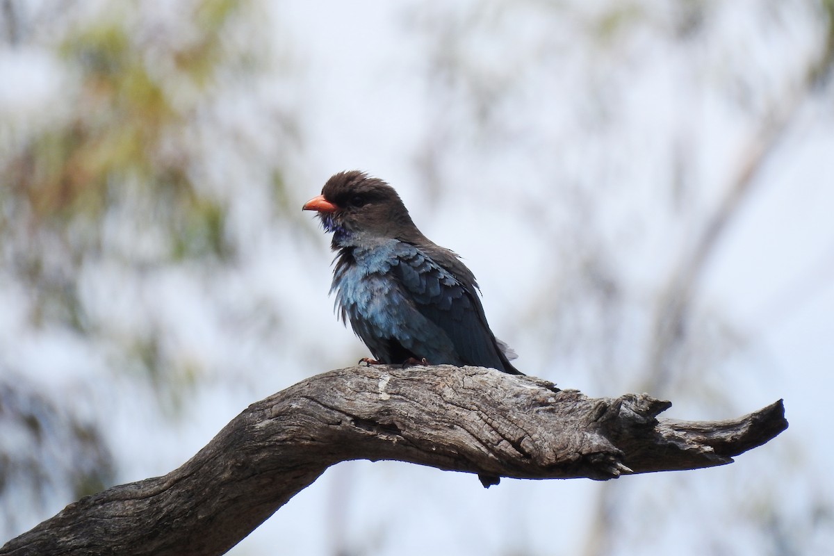 Dollarbird - ML646961259
