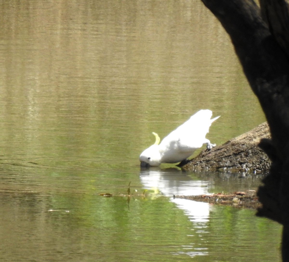 Sulphur-crested Cockatoo - ML646961260
