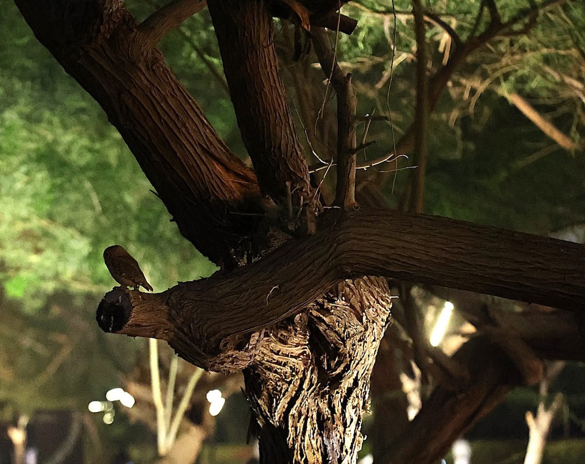 Pallid Scops-Owl - ML646961262