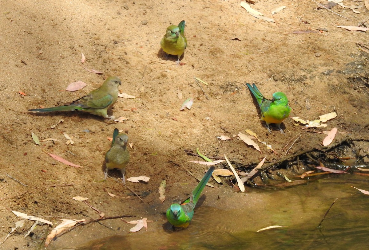 Red-rumped Parrot - ML646961263