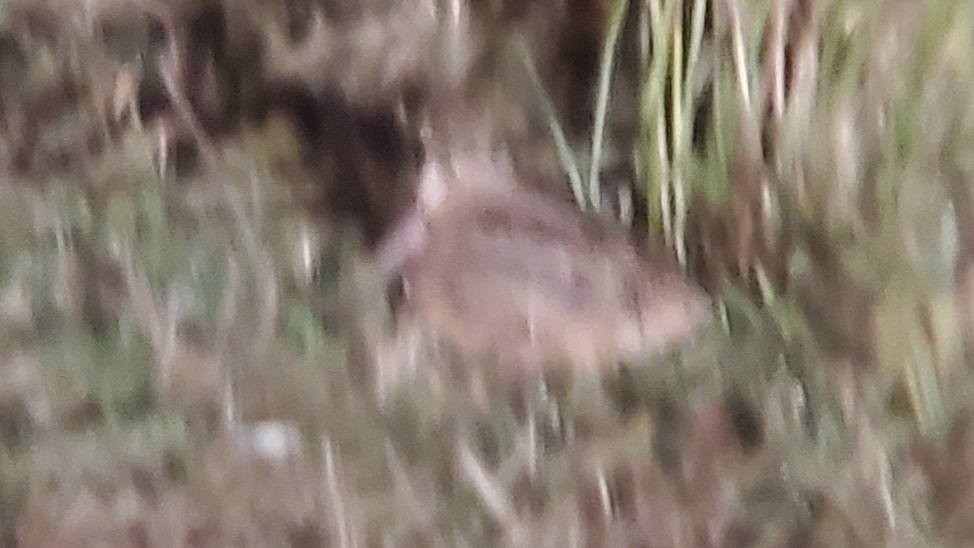 American Woodcock - ML646961265