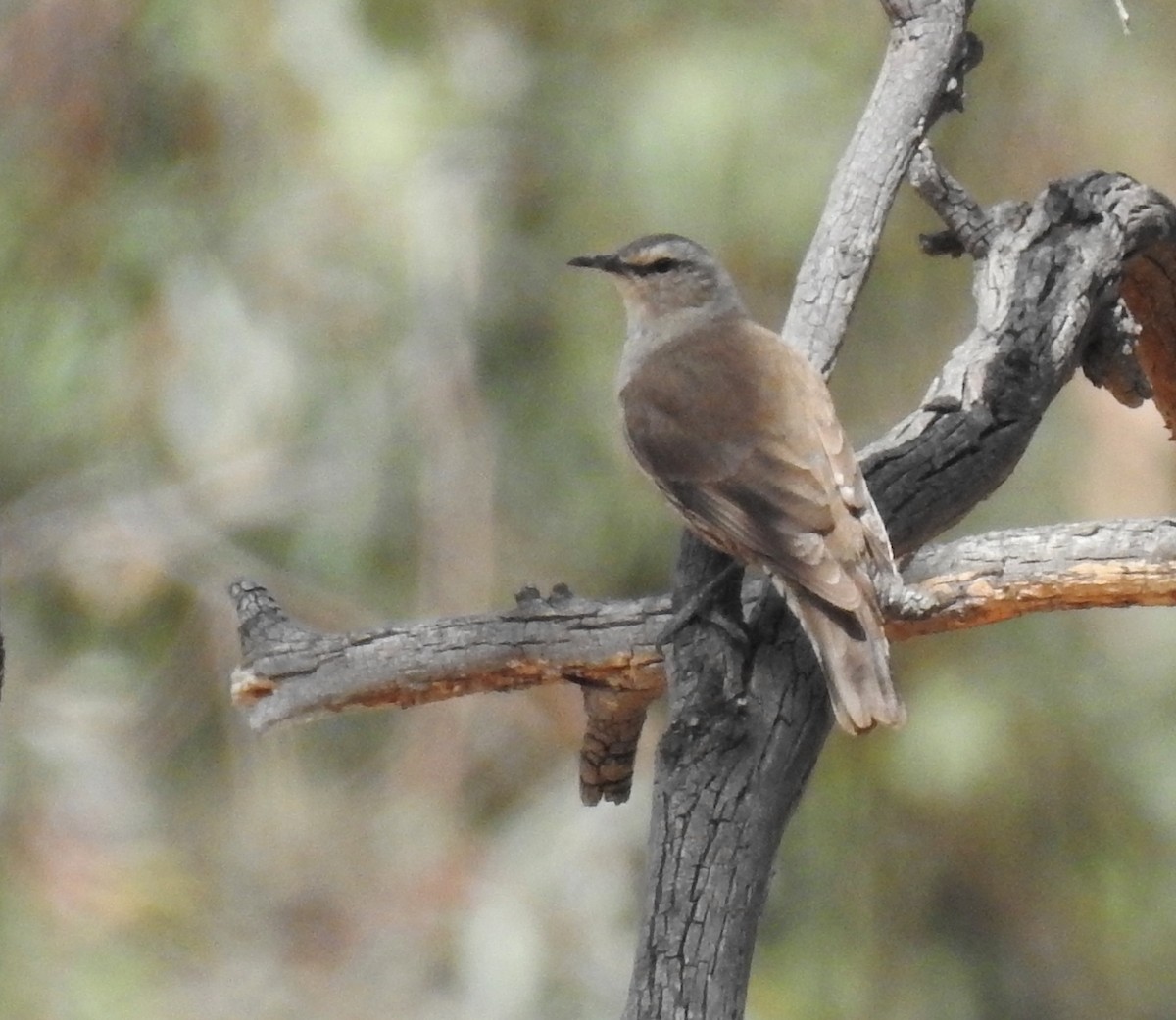 Brown Treecreeper - ML646961266
