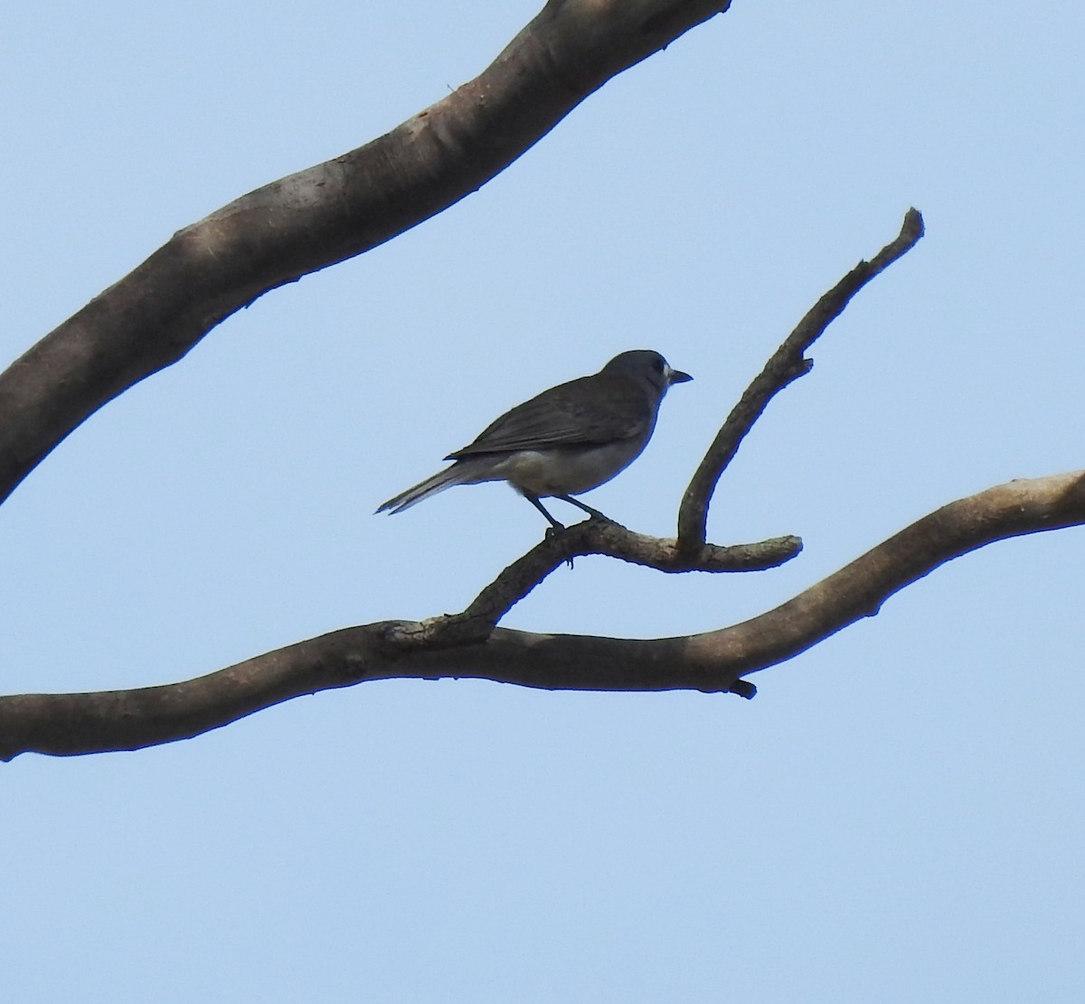 Gray Shrikethrush - ML646961269