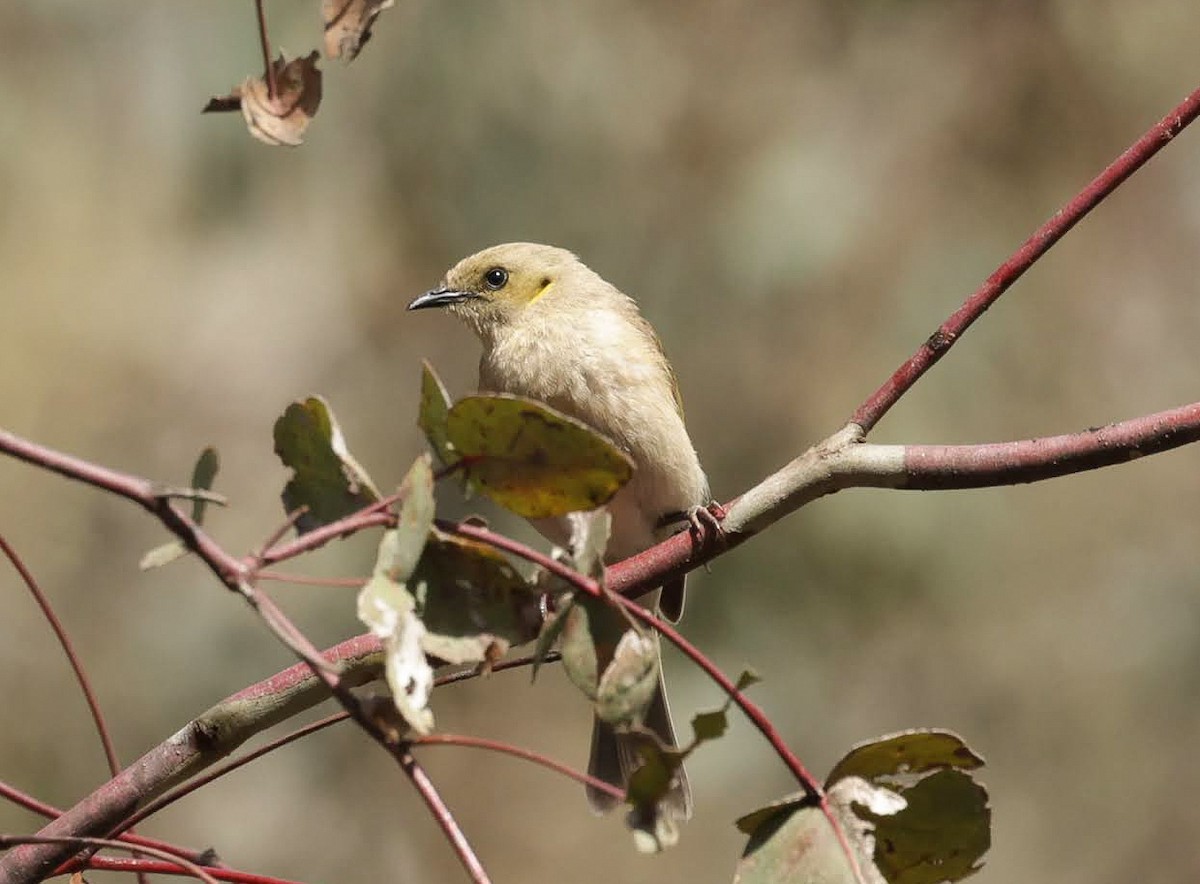 Fuscous Honeyeater - ML646961270