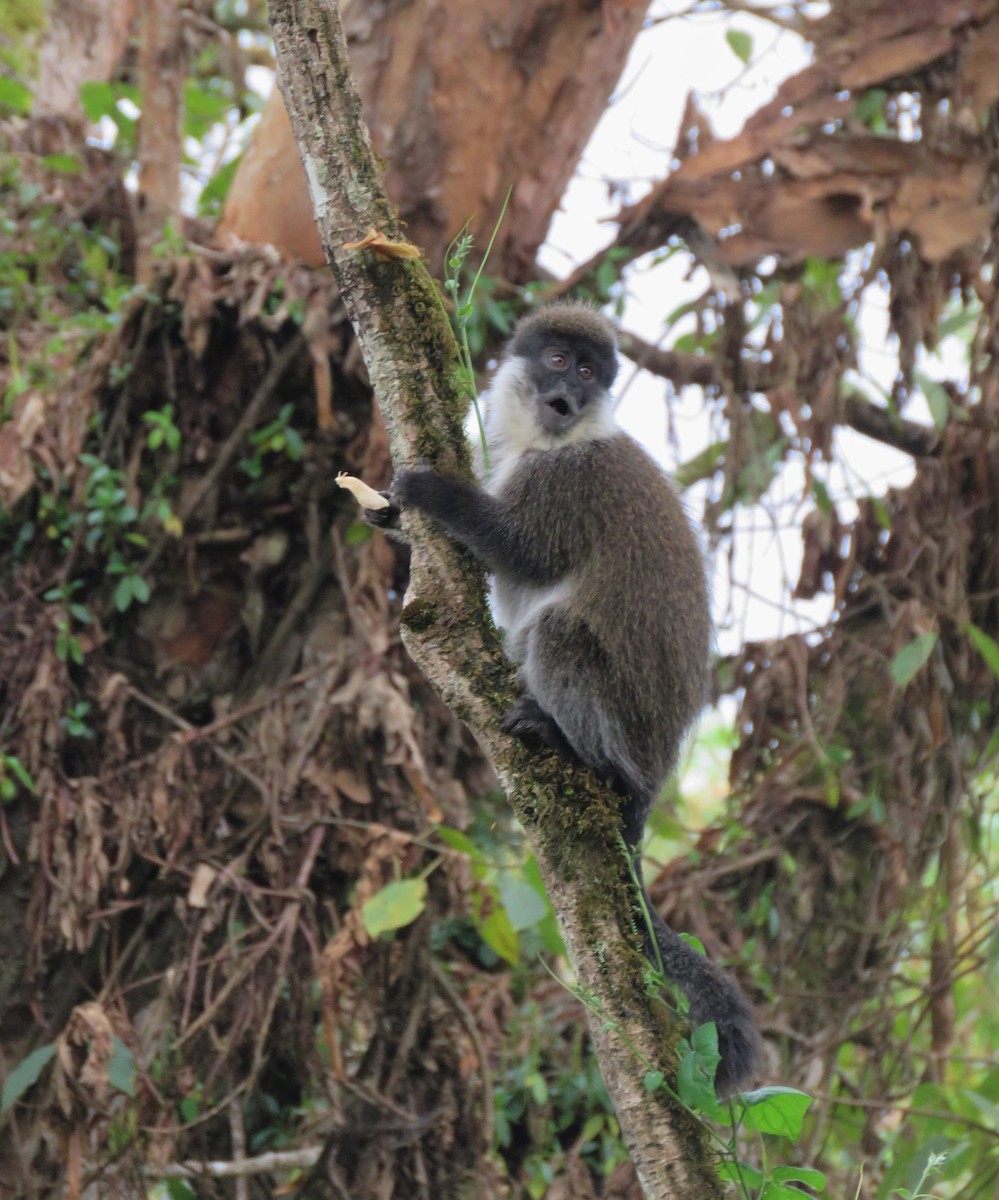 Bale Monkey - ML646961271