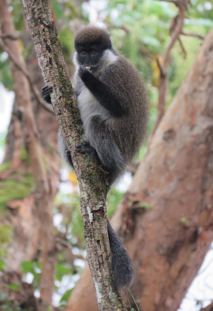 Bale Monkey - ML646961272