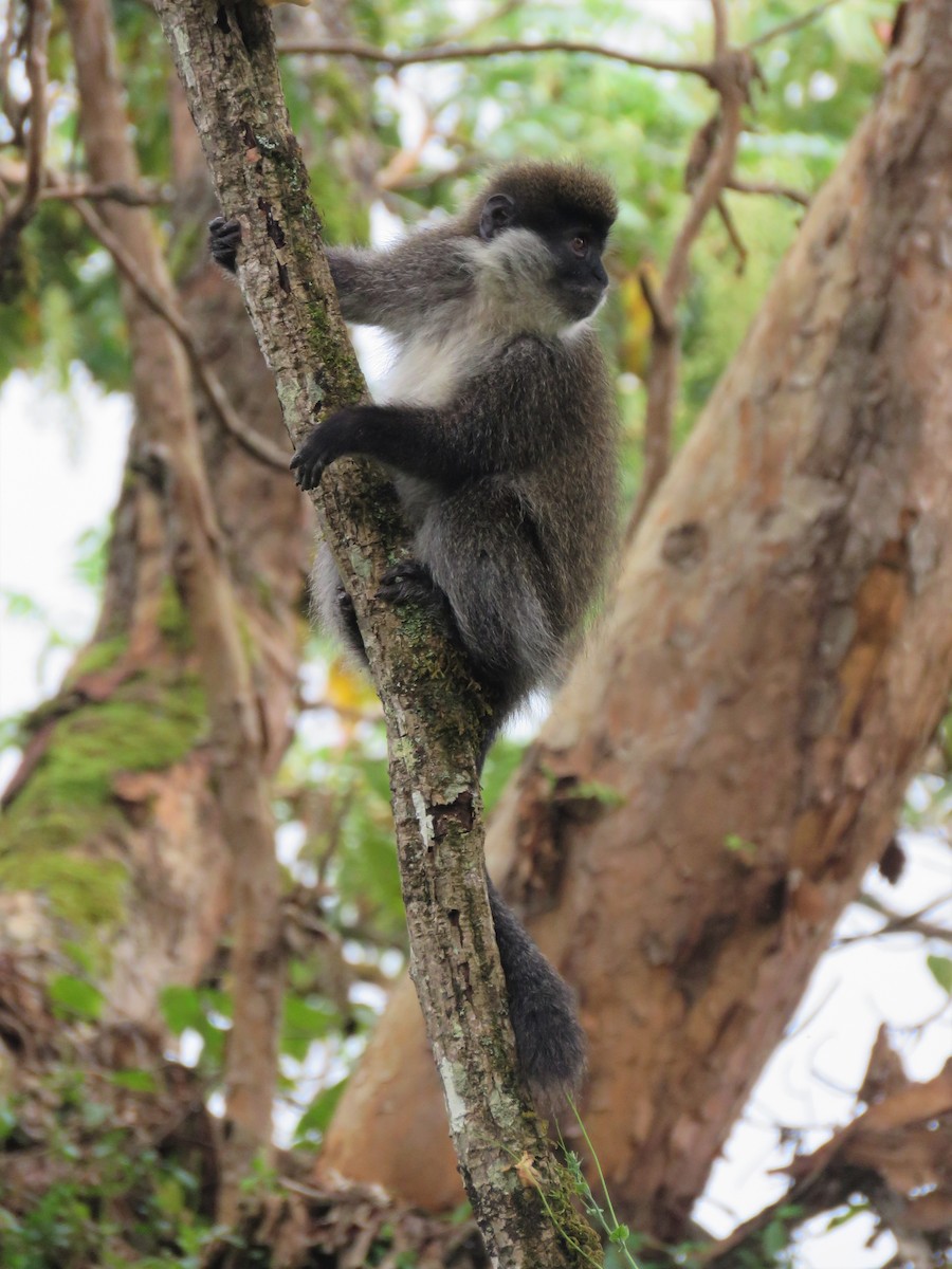 Bale Monkey - ML646961273