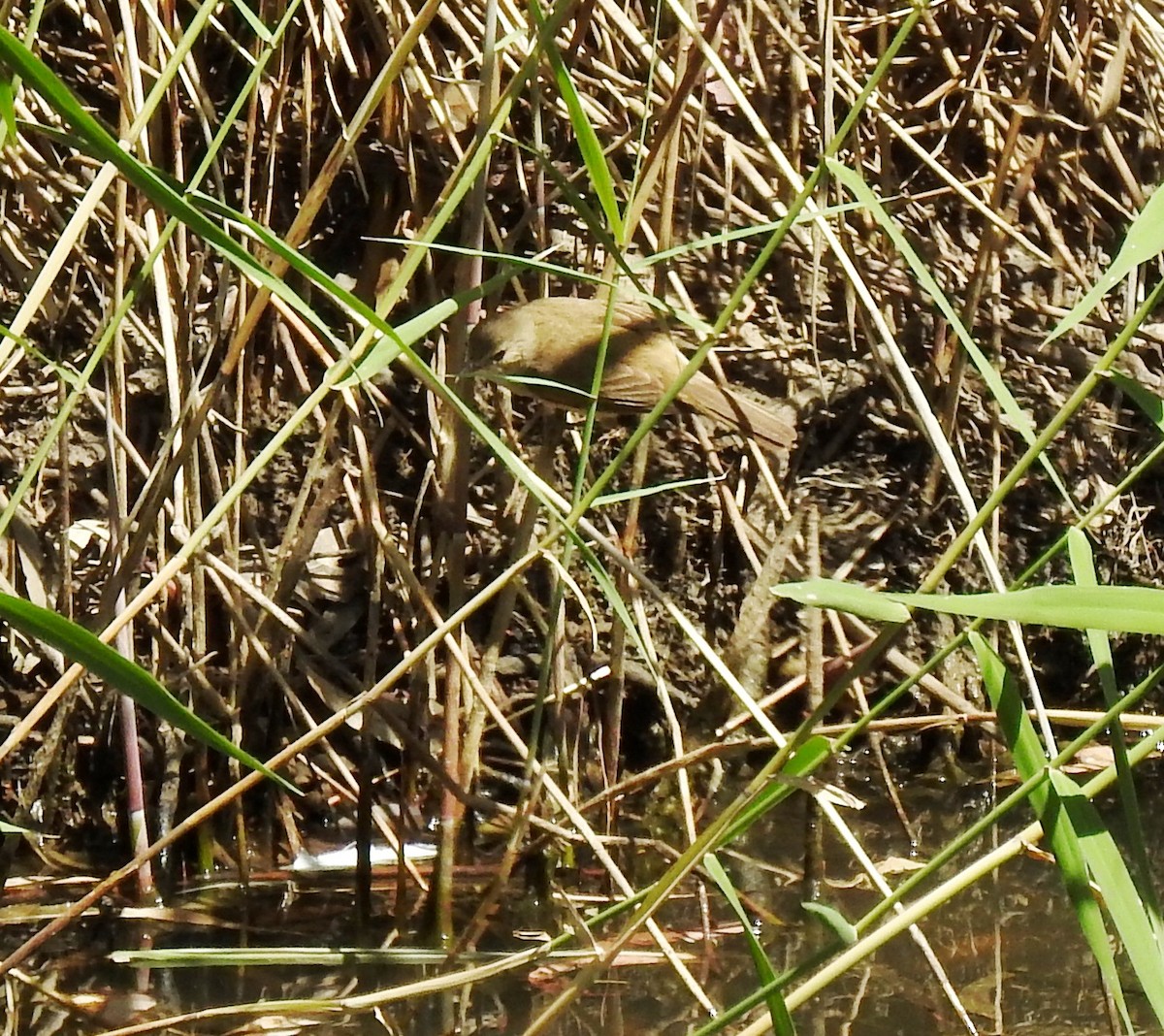 Australian Reed Warbler - ML646961274