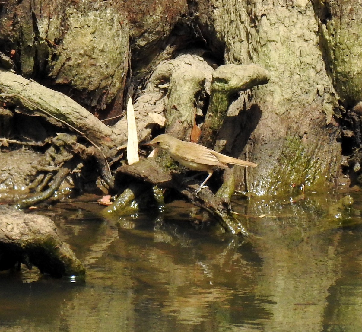 Australian Reed Warbler - ML646961275