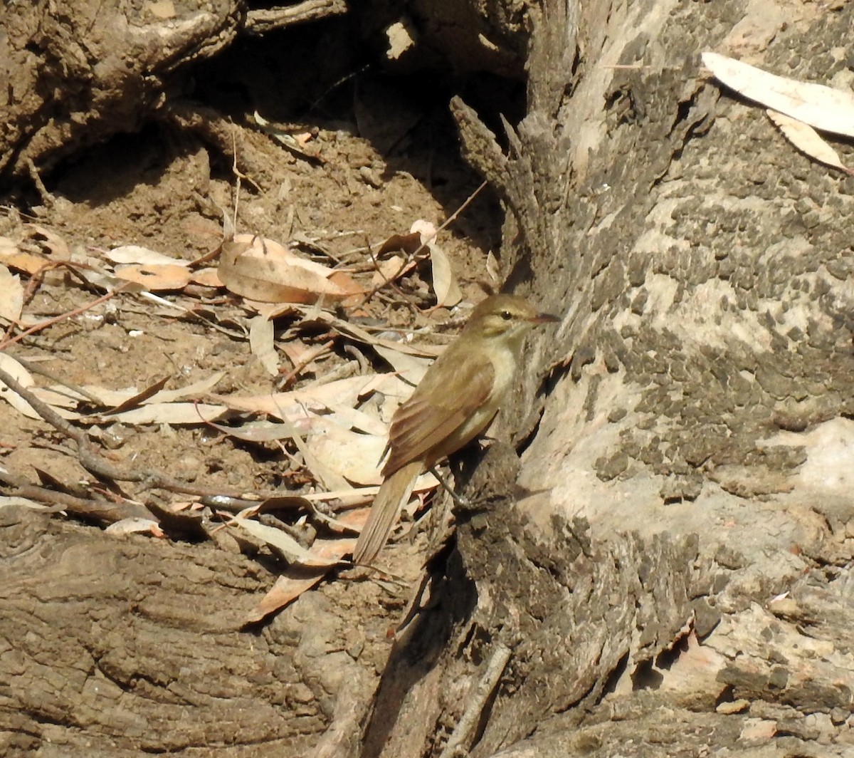 Australian Reed Warbler - ML646961276