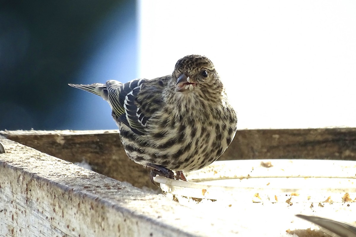 Pine Siskin - ML646961277
