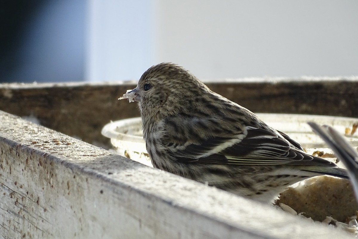 Pine Siskin - ML646961278