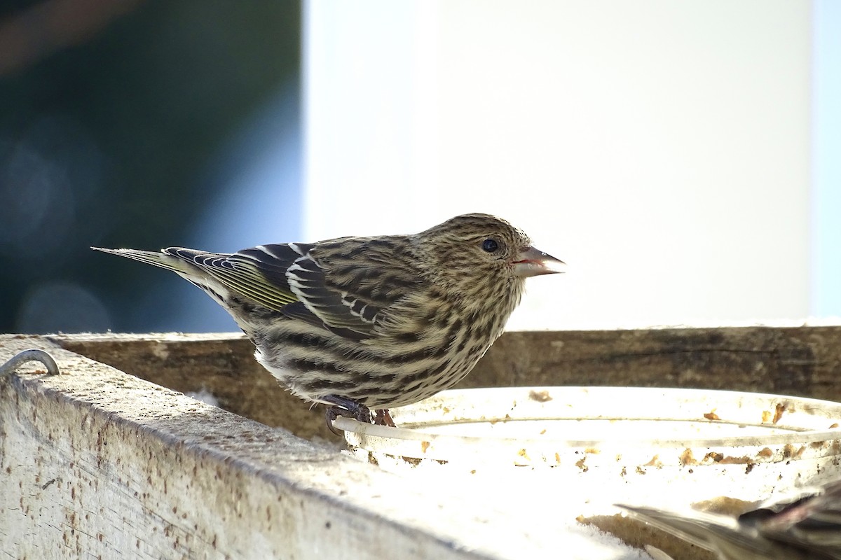 Pine Siskin - ML646961279