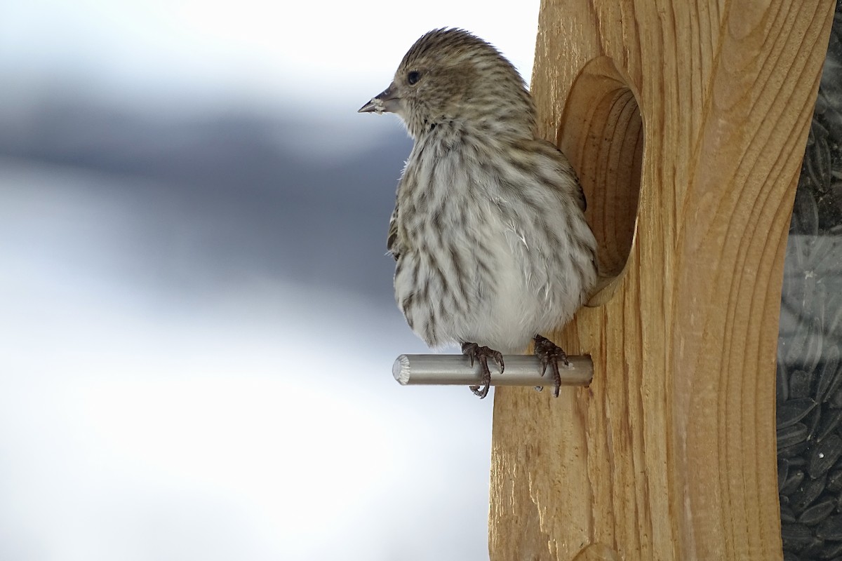 Pine Siskin - ML646961280