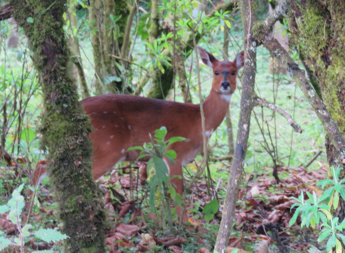 Menelik's Bushbuck - ML646961285