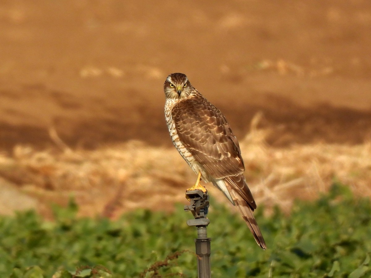 Sperber - ML646961286