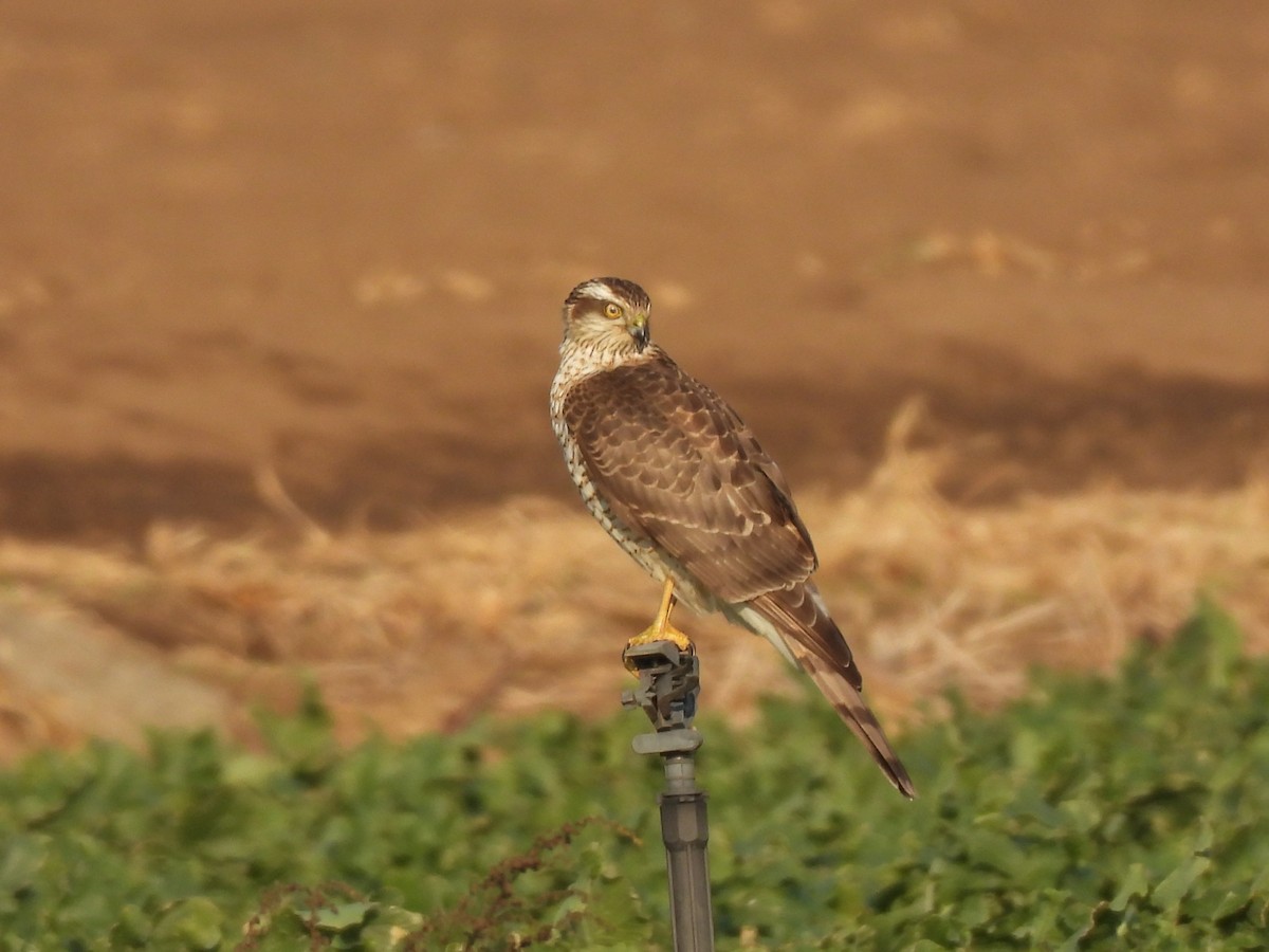 Sperber - ML646961287