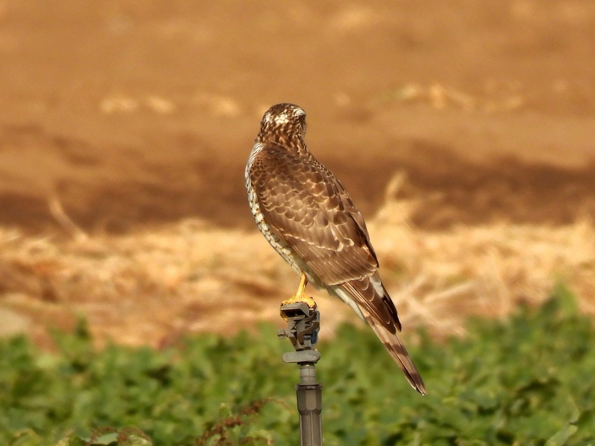 Sperber - ML646961288