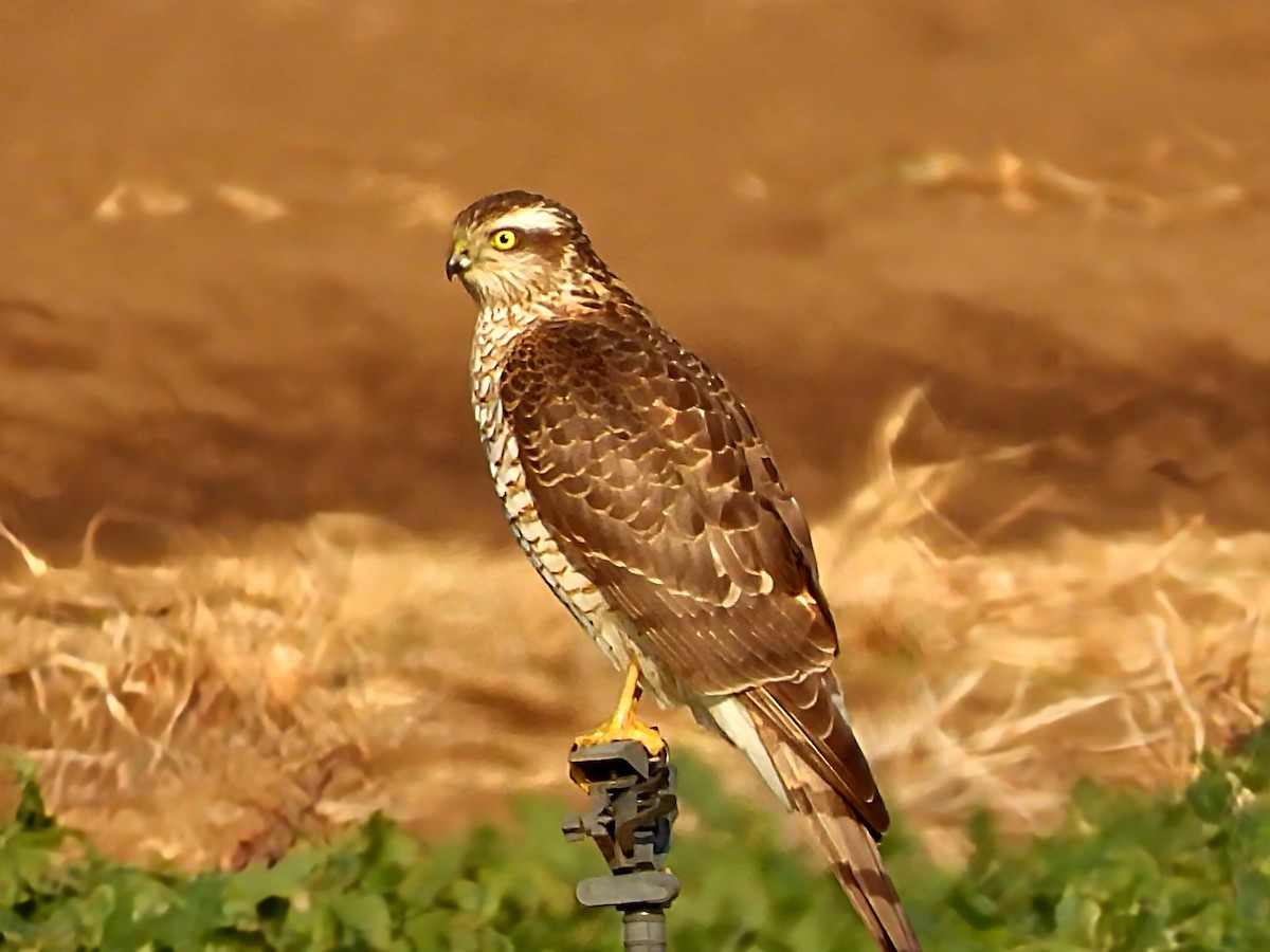 Sperber - ML646961289