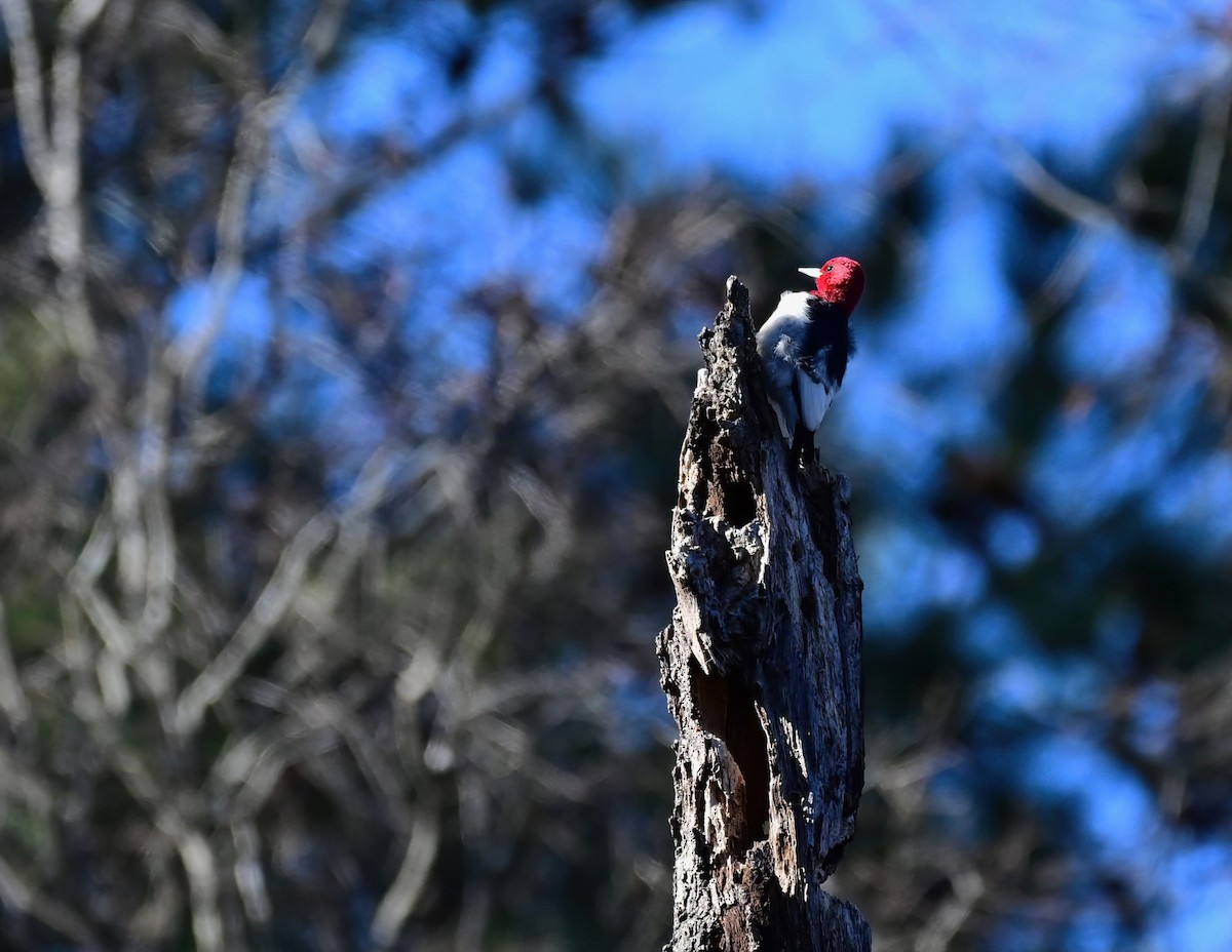 Гіла червоноголова - ML646961290