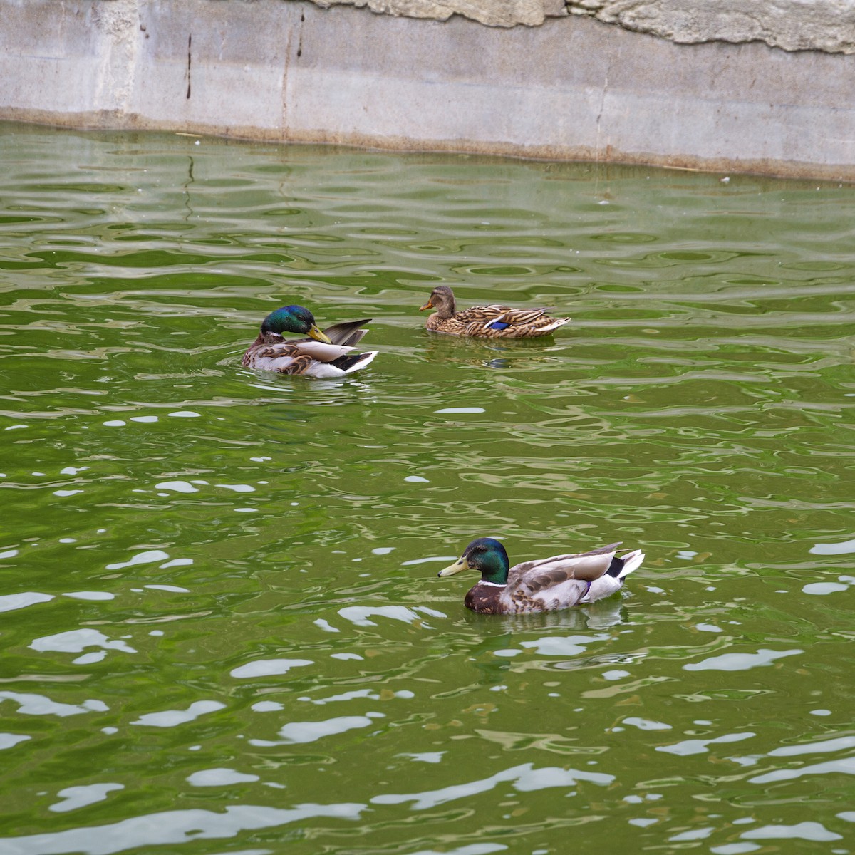 Stockente - ML646961292