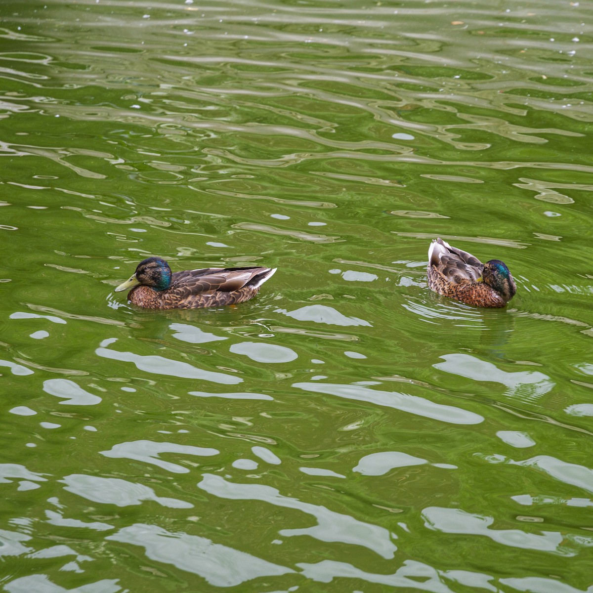 Stockente - ML646961294