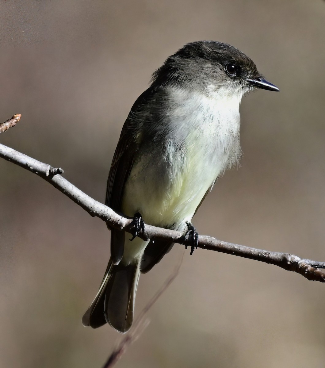 Феб буроспинний - ML646961295