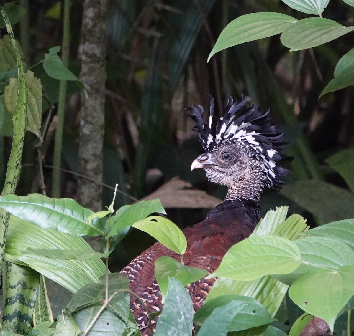 Great Curassow - ML646961296