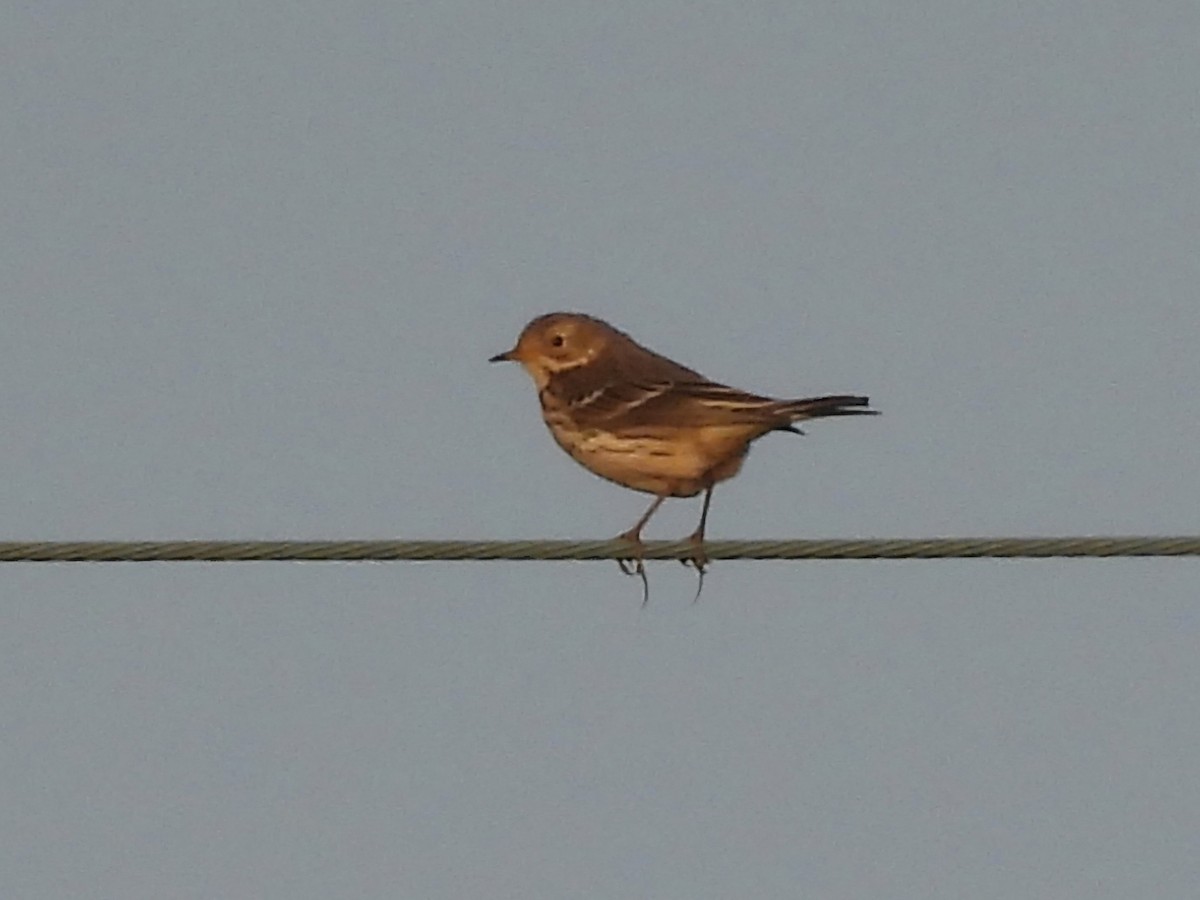 Sibirienpieper - ML646961297