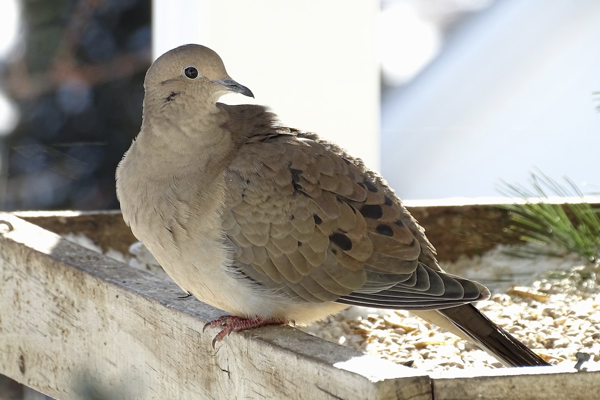 Zenaida Huilota - ML646961299