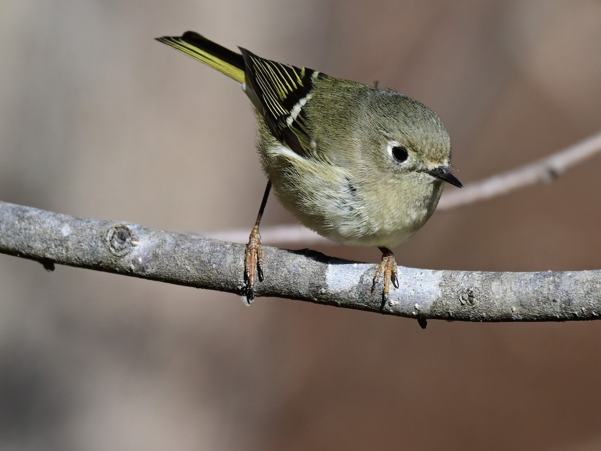 Золотомушка рубіновочуба - ML646961300