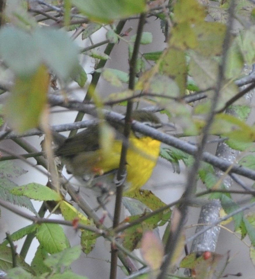 lesníček žlutoprsý - ML646961301