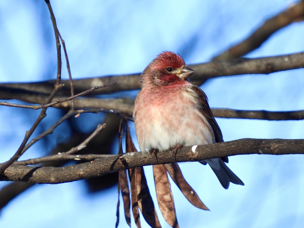 purpurfink - ML646961302