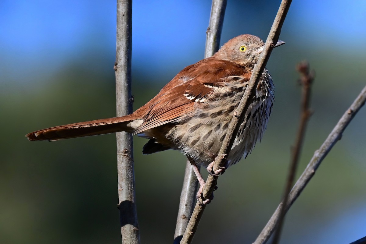 Тремблер прямодзьобий - ML646961303
