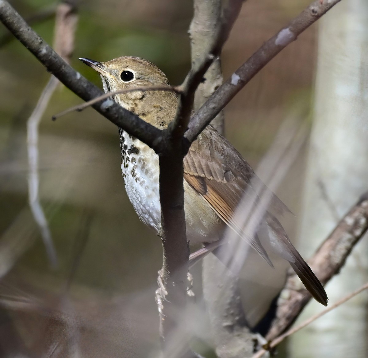 Дрізд-короткодзьоб плямистоволий - ML646961304